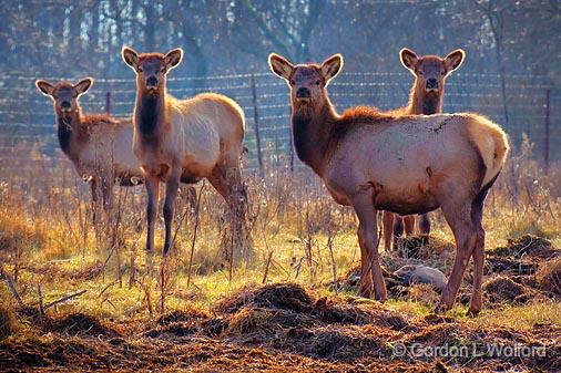 Backlit Elk_11239.jpg - Photographed near Kanata, Ontario, Canada.